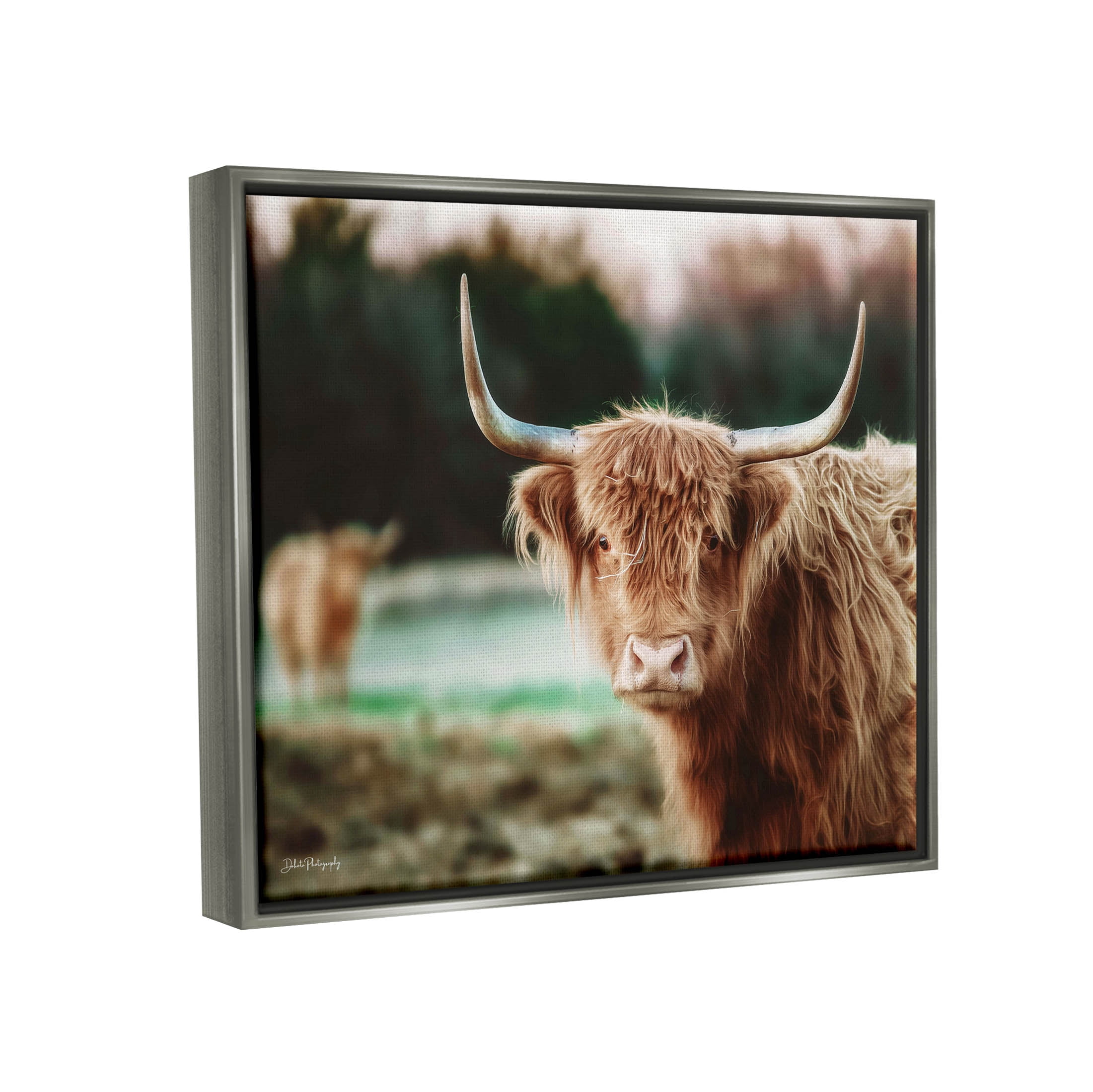 Stupell Industries Highland Cattle Gazing Photography Photograph Luster Gray Floating Framed Canvas Print Wall Art, Design by Dakota Diener