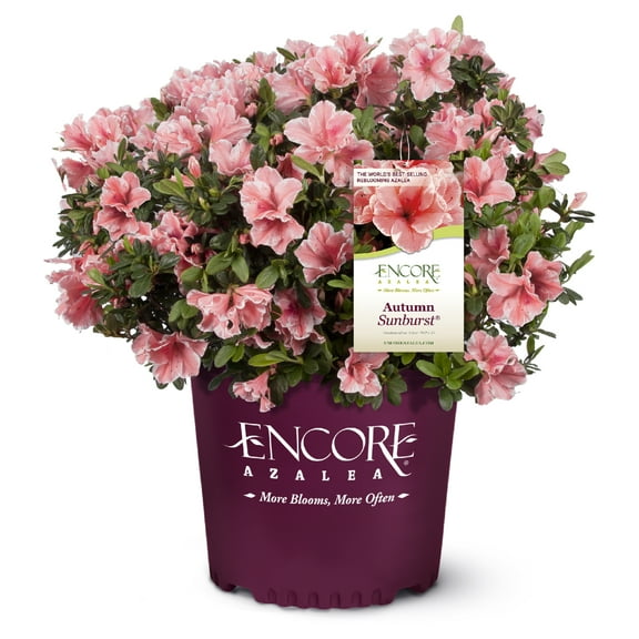 Encore Azalea Autumn Sunburst Shrub 1 Gallon