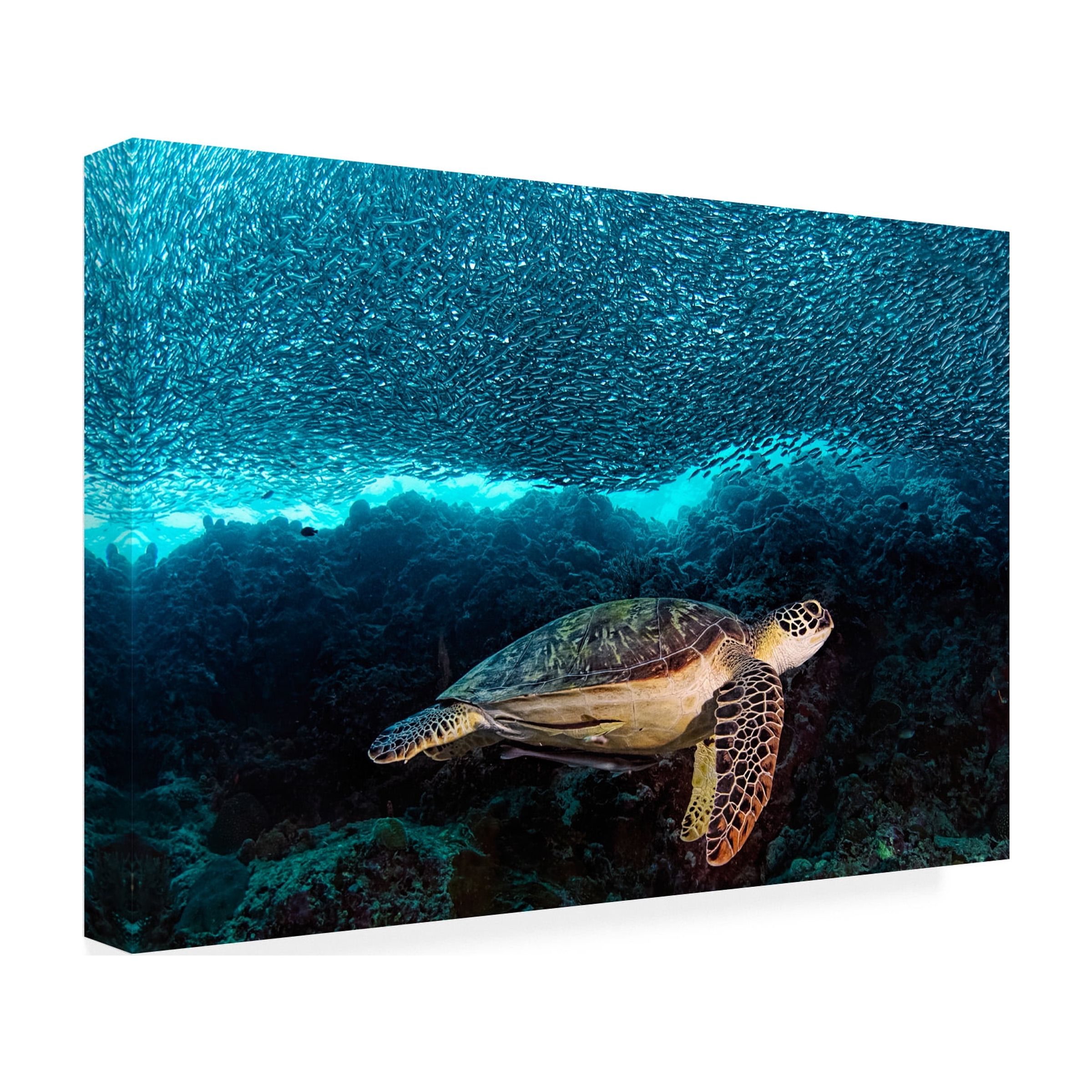 Henry Jager 'Turtle And Sardines' Canvas Art