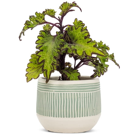 Set of 12 Small Etched Planter
