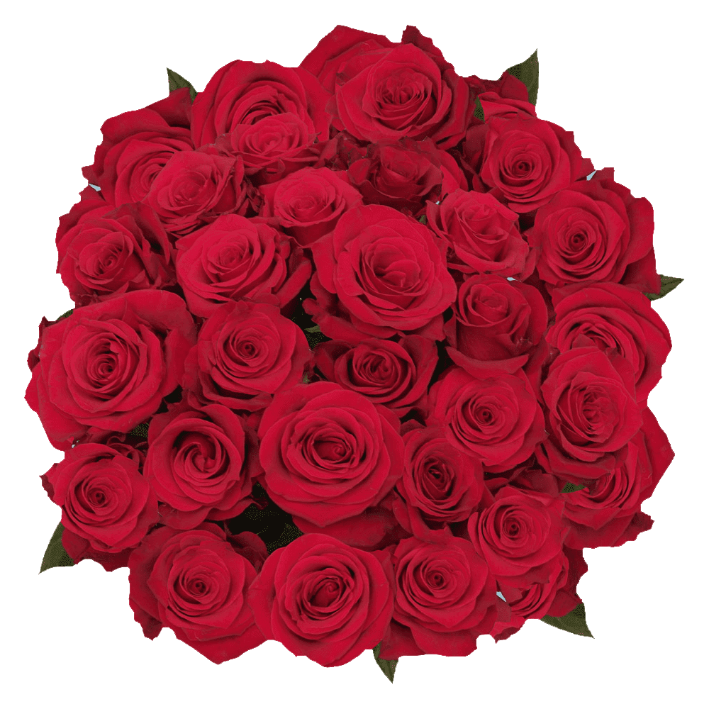 75 Stems of Lola Roses- Fresh Flower Delivery - Walmart.com - Walmart.com