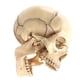 thumbnail image 2 of Medical-Skull Human Body Model Education Skull Model 1:2 for Student Teaching Study Assembling Model, 2 of 5