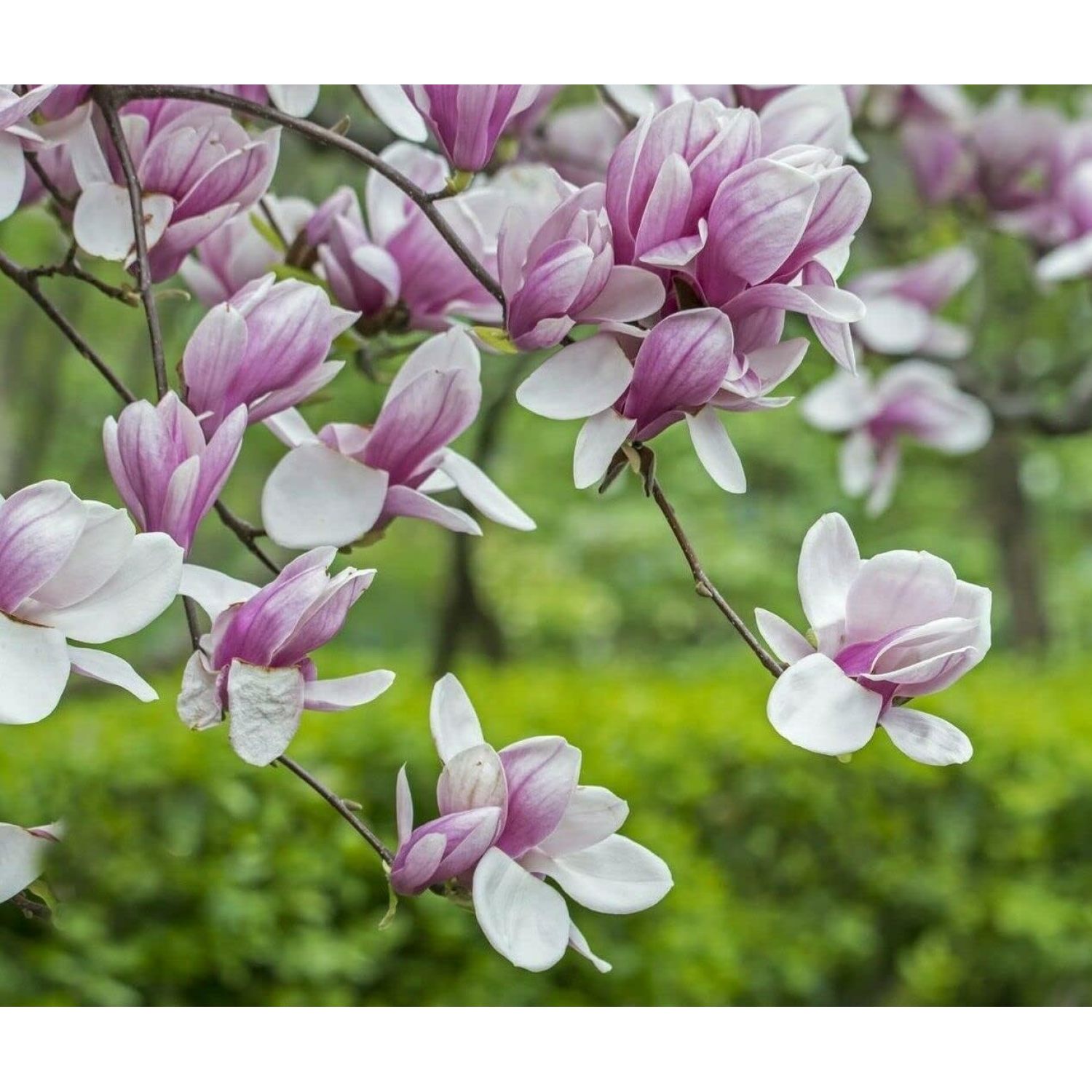 Saucer Magnolia Shrub/Tree 612" Tall Soulangeana Plant Live Bush