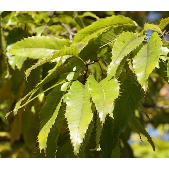 3 Pack - Saw Tooth Oak Seedling for Growing - 1 Year Seedlings - Ready to Plant (3 Seedling)