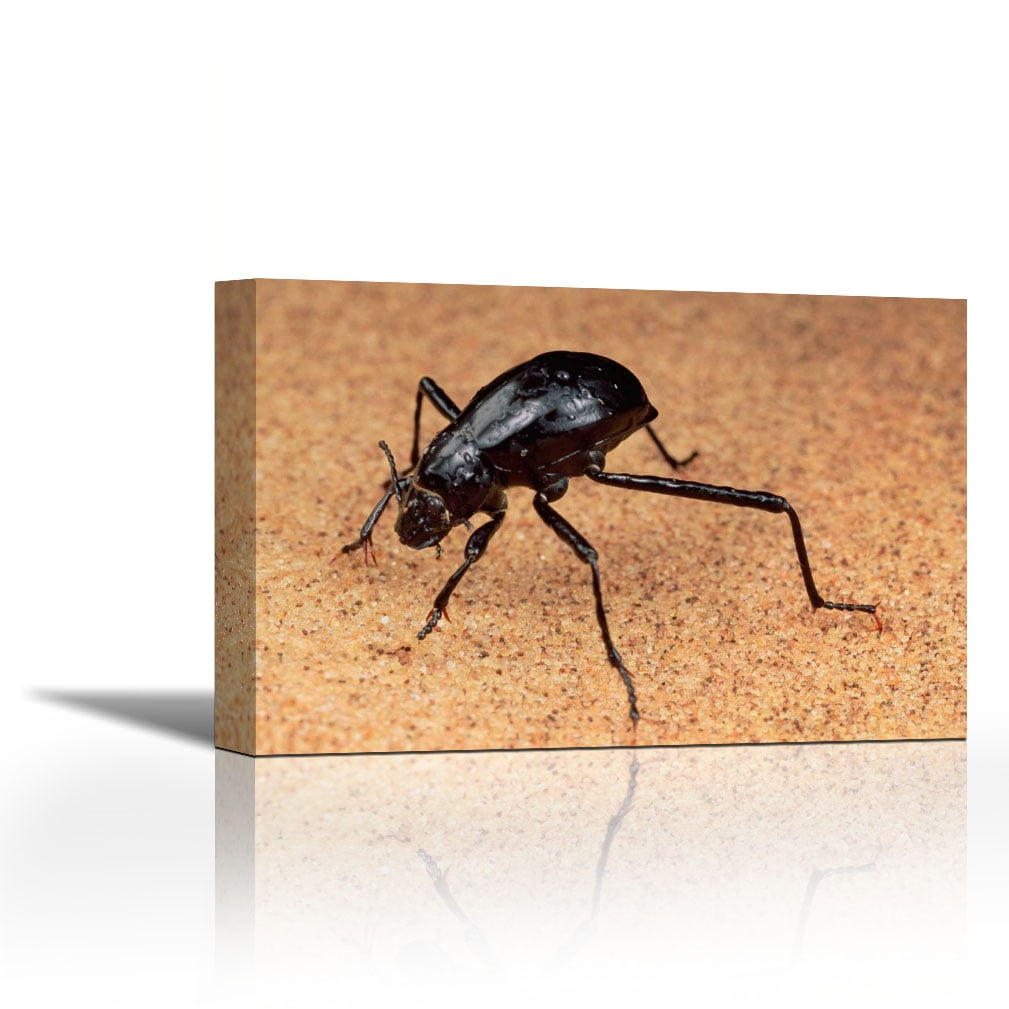 Darkling Beetle bends down to drink dew collected on its back, Namib