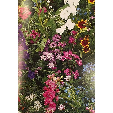 The Dirty Gardener Annual Flowers for Sun Mixture