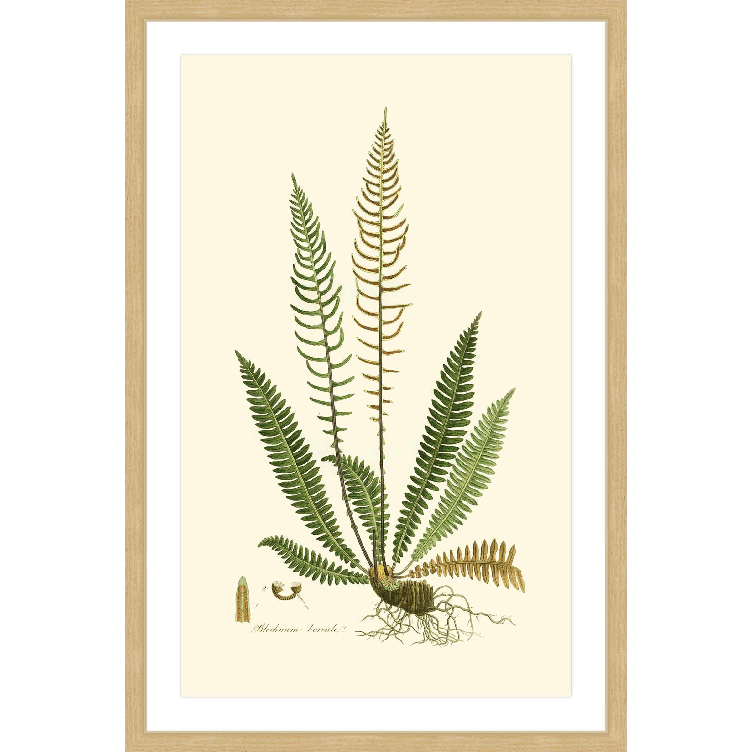 Marmont Hill "Curtis Ferns III" Framed Painting Print