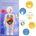 thumbnail image 5 of 13pcs Set, Children's Body Model, Early Learning Educational Science Toys, Anatomical Model, Toddler Body Parts, Preschool Learning Toys, Human Organ Cognition Model, 5 of 5