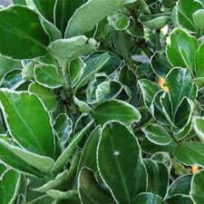 RedCrocus Euonymus 'Wolong Ghost' Live Plant – Evergreen Cascading Groundcover, Shade Tolerant, Deer Resistant, Silvery Veining, Pots, Edging, Zones 5–9 1 Gallon Nursery Pot