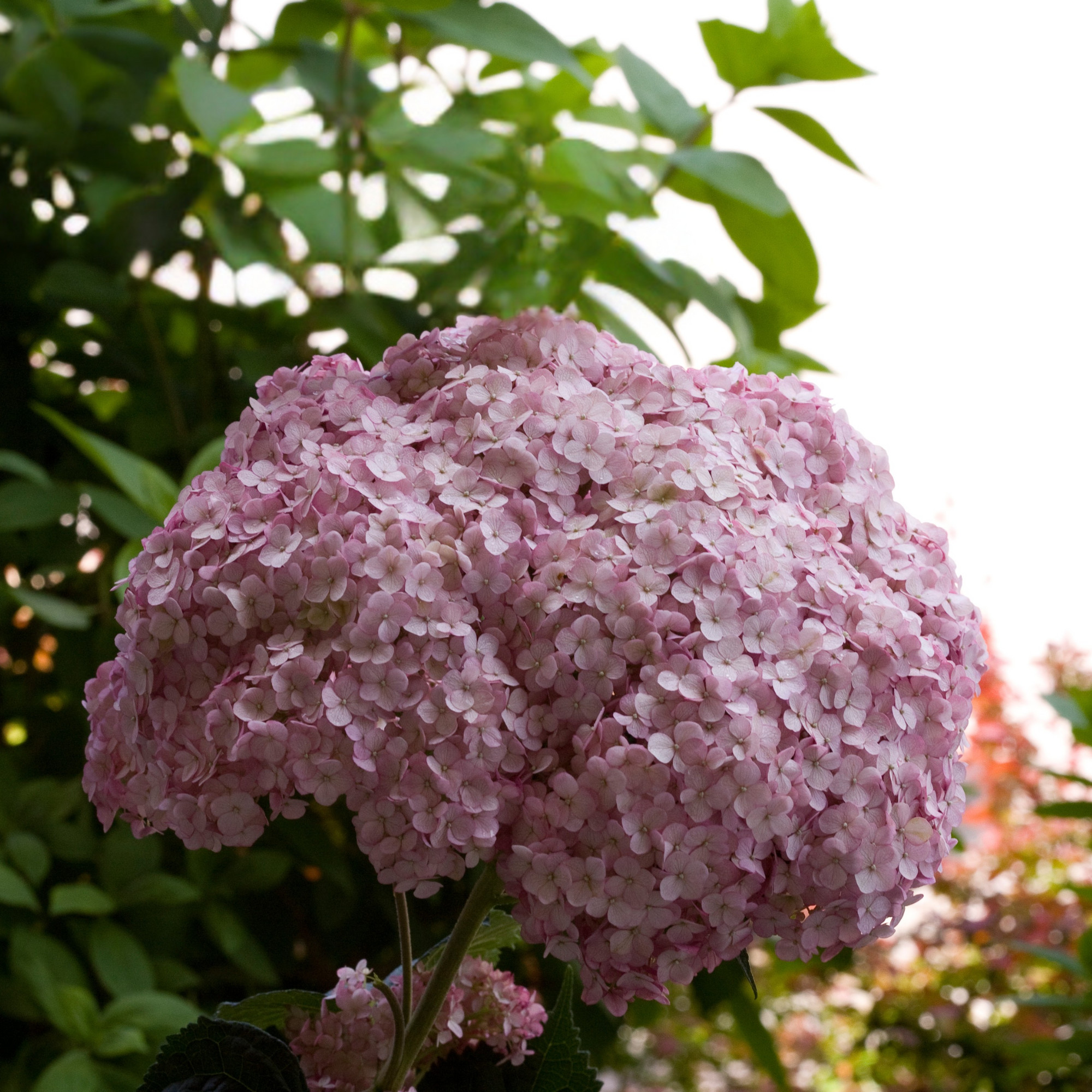 Proven Winners ColorChoice 6" Pink Incrediball Blush Smooth Hydrangea Live Plant in 7.5" Pot