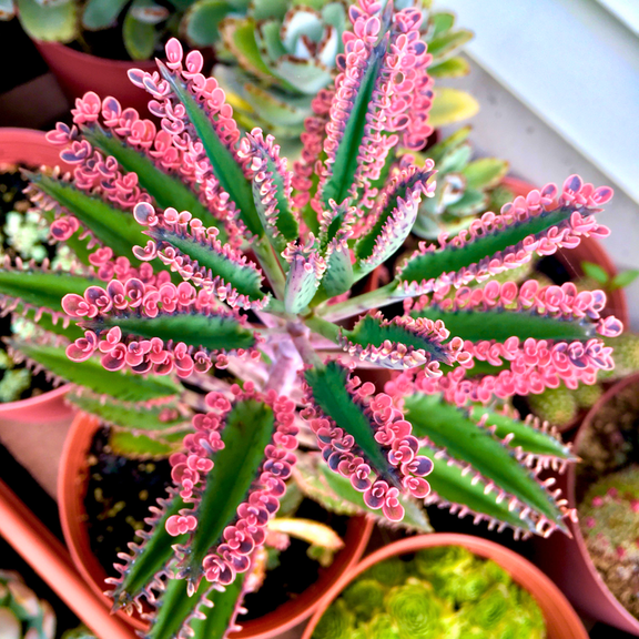 Kalanchoe Pink Butterfly Plants Live in 2 Inches Pot, Variegated Succulent Houseplant, Pink Mother of Thousands Plant, Kalanchoe Plants Live