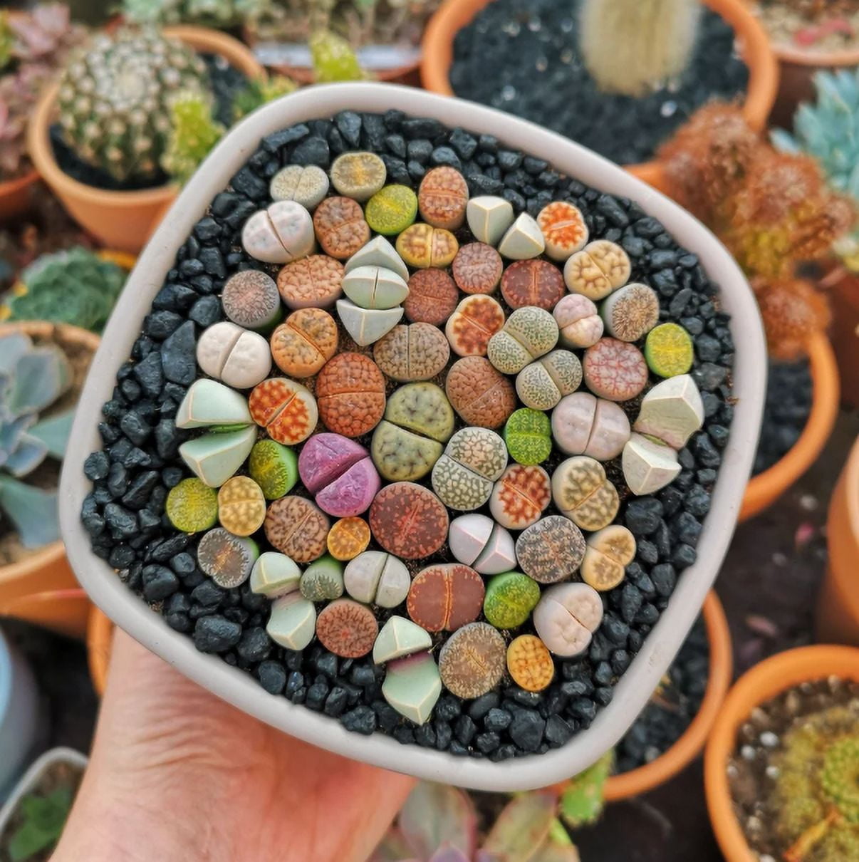 20 Mixed Lithops Live Plants Colorful Living Stones Seedlings Pebble Plants Bare Root Without Pot Soil, Garden Indoor, Plant Lover Gifts