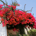 thumbnail image 2 of 2 Red Bougainvillea Plants Live, Flame Bougainvillea Vine 4-8 Inches Tall, Climbing Plant for Outdoor Garden and Trellis, 2 of 5