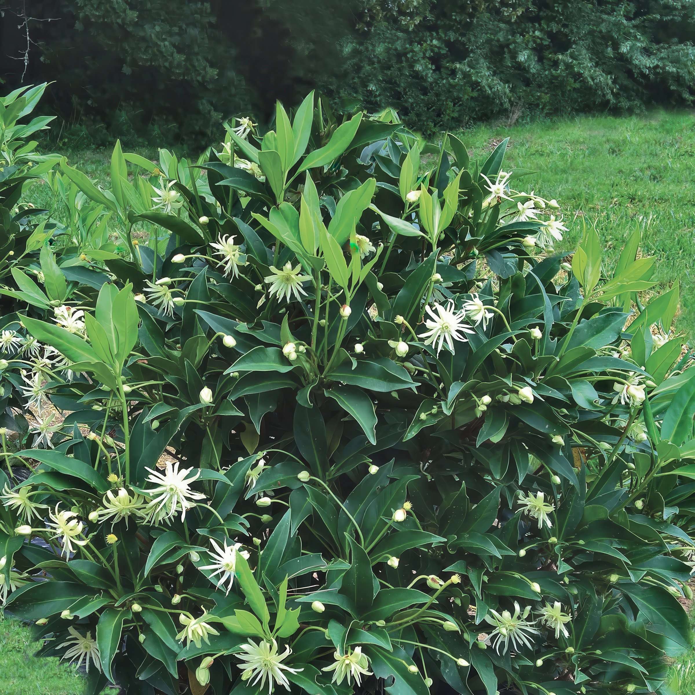 National Plant Network 1 gal. Illicium Star Flower Orion