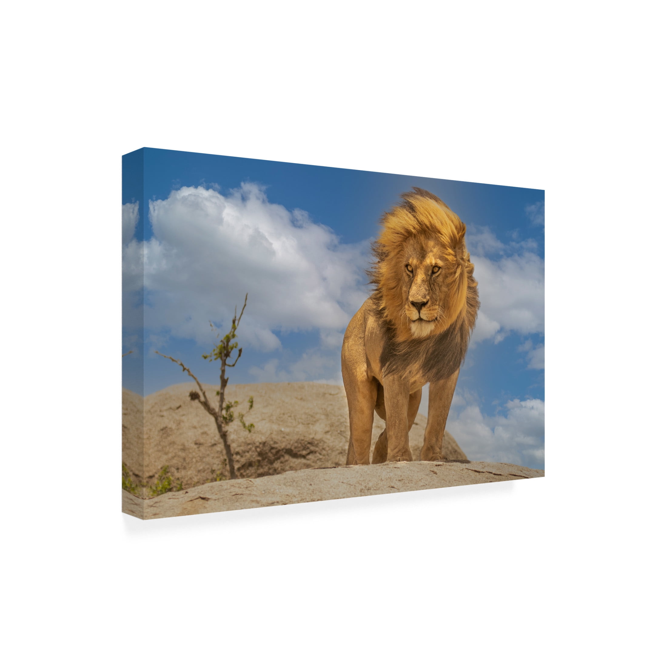 Trademark Fine Art Yogesh Bhatia The Lion King Canvas Wall Art