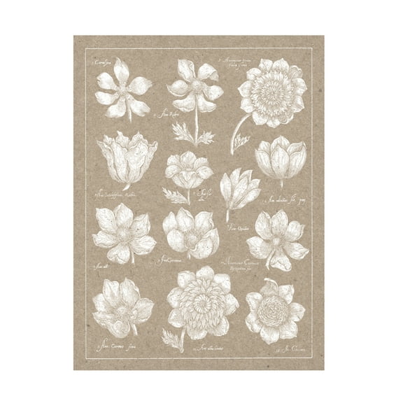 Wild Apple Portfolio 'Anemone Plate I' Canvas Art