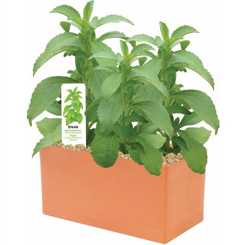 DuneCraft Sweet Leaf Plant Kit
