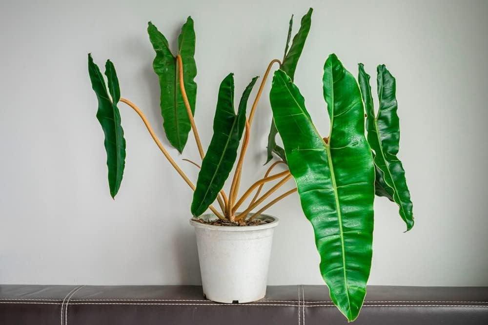 Billietiae Philodendron - Live Plant in a 4 Inch Pot - Philodendron Erubescens - Extremely Rare and Beautiful Indoor Houseplant - A Rare Tropical Masterpiece