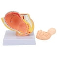 thumbnail image 2 of Modelo de feto de bebé de 9 meses modelo de pelvis femenina de embarazo de estructura clara de alta simulación para educación del paciente ANGGREK Otros, 2 of 8