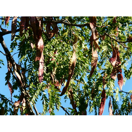 LAMINATED POSTER Legumes Seed Pods Honey Locust Seeds Fruits Tree Poster Print 24 x