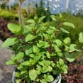 thumbnail image 2 of Set 4 Chocolate Mint Plants, 4 to 7 Inch Tall Starter Plant, Without Pot, Chocolate Mint Fresh Herb Plant for Patio and Garden, Culinary Herbs Fragrant Leaves, 2 of 5