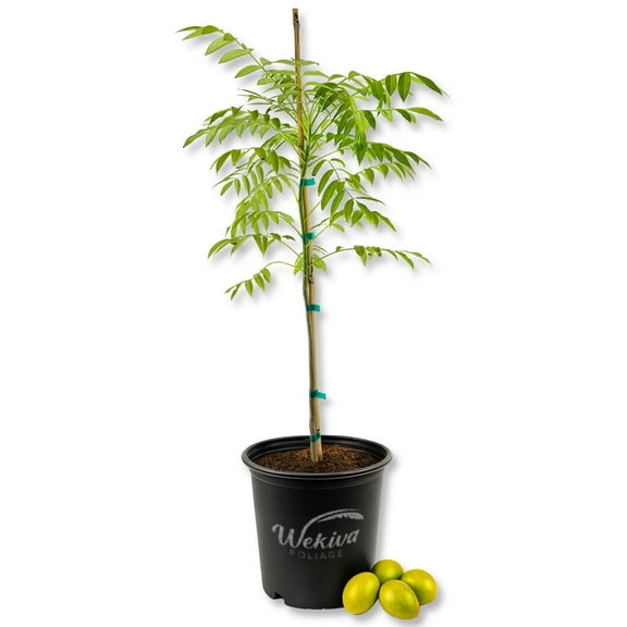 Amberella Tree - Tahiti Apple - Live Plant in a 3 Gallon Growers Pot - Spondias Dulcis - Beautiful Edible Fruit Bearing Tree for Patio and Garden