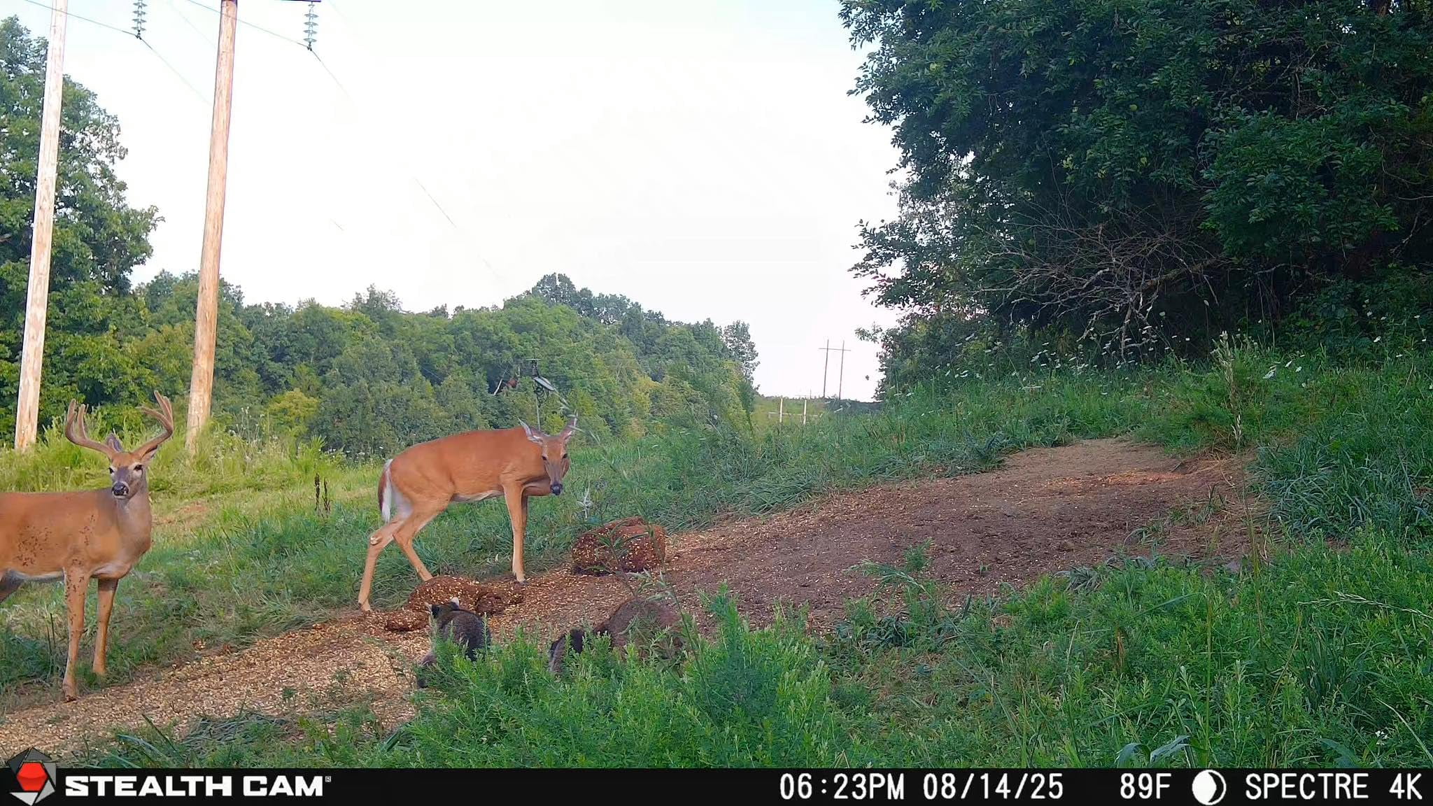Stealth Cam Spectre 4K Dual-Core Cellular Trail Camera - 40MP - 4K Video - 80Ft Detection