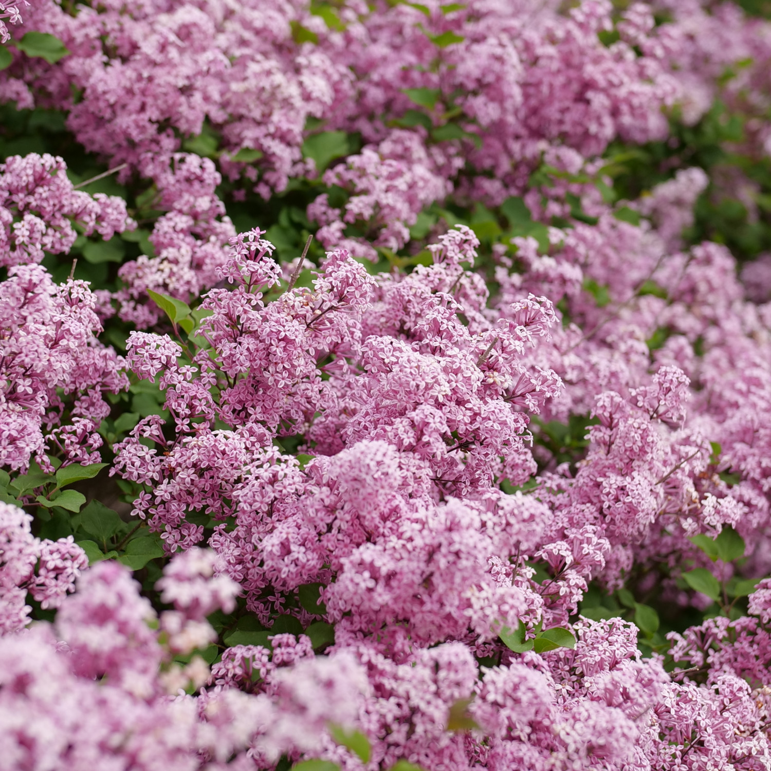 Proven Winners ColorChoice 5" Purple Bloomerang Purpink Reblooming Lilac Live Plant in 4.5" Pot (4 Count)