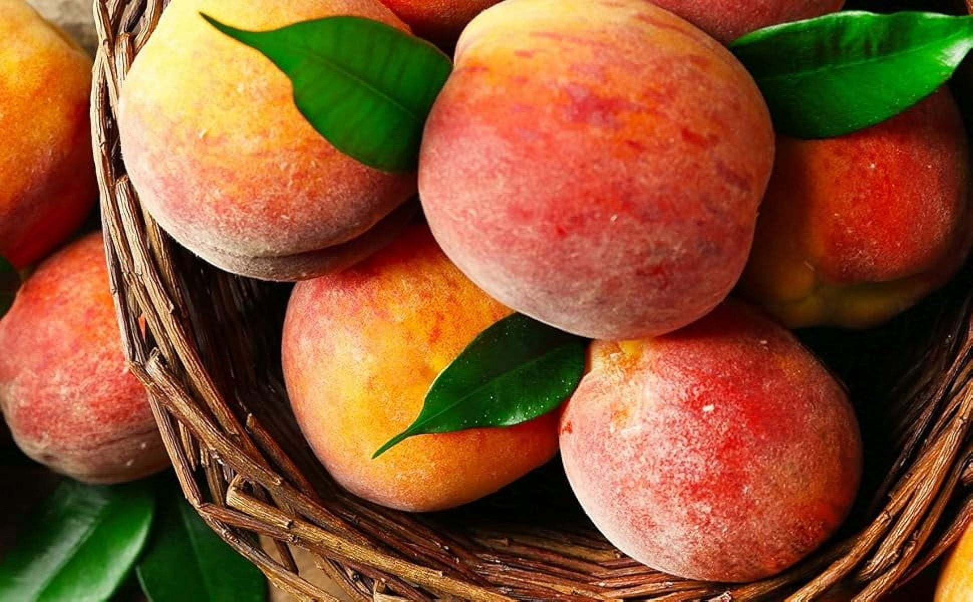 FirstChoiceCandy Fancy Dried Peaches, like Fresh, Sweet, and Super Food Snack, No Sugar Added - 2 Pound