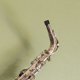 thumbnail image 5 of 2 tapones para saxofón alto, protección para saxofón, accesorio para saxofón., 5 of 6