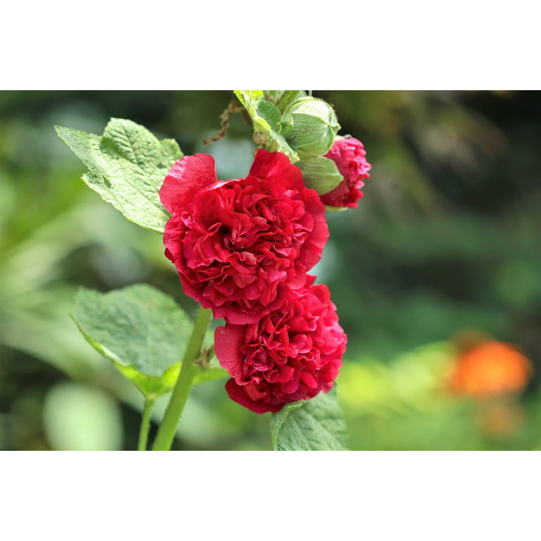50 SUMMER CARNIVAL HOLLYHOCK Double Mixed Colors Red Pink White Yellow  Peach Alcea Rosea Flower Seeds