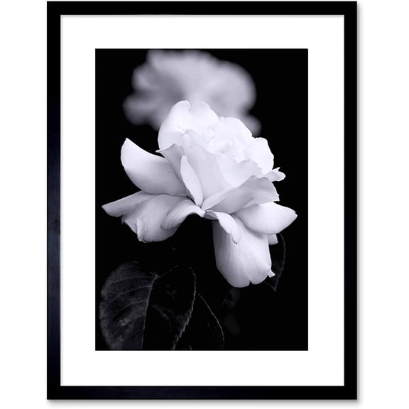 Photo Nature Black White Rose Petal Flower Artwork Framed Wall Art Print 9X7 Inch