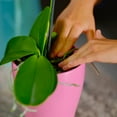 thumbnail image 2 of PRO-Mix Terreau Premium pour Orchidées - 9 L, 2 of 5