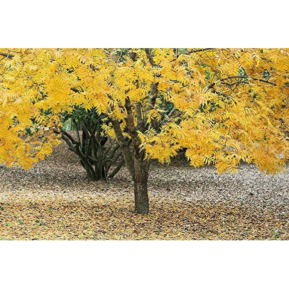 10 Thornless HONEYLOCUST Gleditsia Triacanthos Inermis Honey Locust Tree Seeds