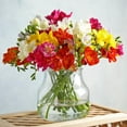 thumbnail image 4 of Famously Fragrant Colorful Mixed Freesia Flowers -  30 Bulbs - Red, Yellow, Pink, White Flowers Attracts Butterflies, Bees & Hummingbirds-Spring Garden Perennial, 4 of 5