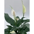 thumbnail image 6 of Peace Lily, 4 inch, Spathiphyllum Wallisii, White Sails, Spathe Flower, 6 of 9