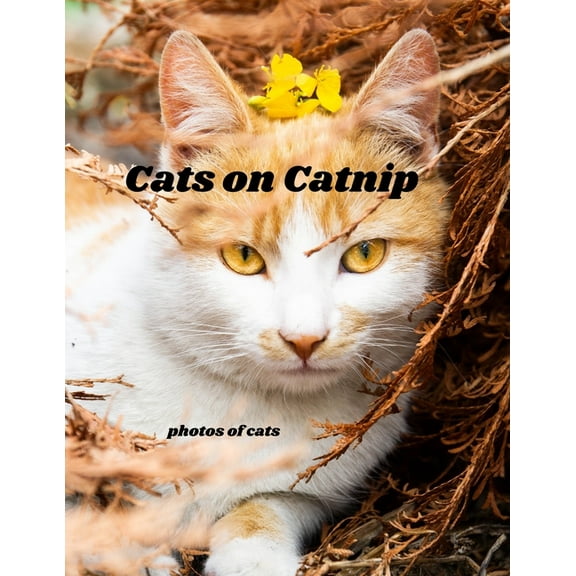 Cats on Catnip: photos of cats, Cats Photographs (Paperback)