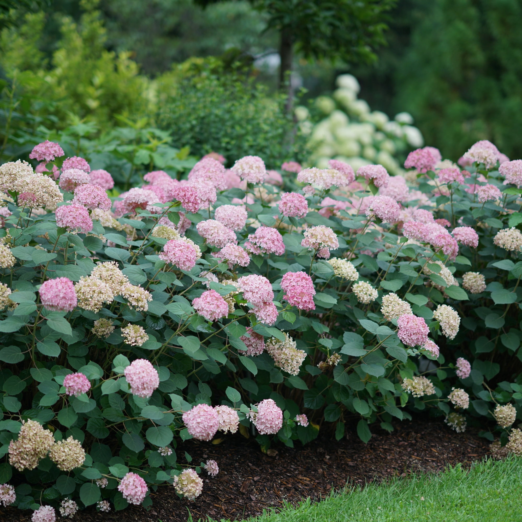 Proven Winners ColorChoice 6" Pink Invincibelle Spirit II Smooth Hydrangea Live Plant in 7.5" Pot