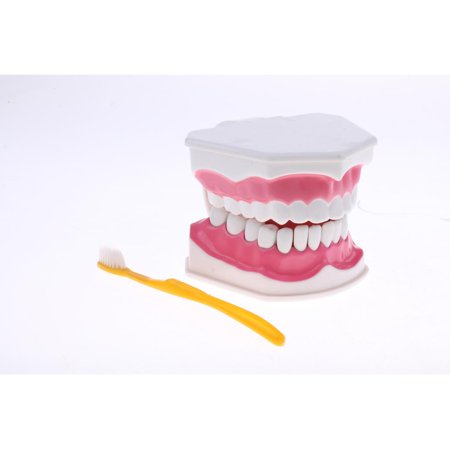 Standard Model (Magnification 2X) Teaching Tools - with Removable 32 and Toothbrush - Aids