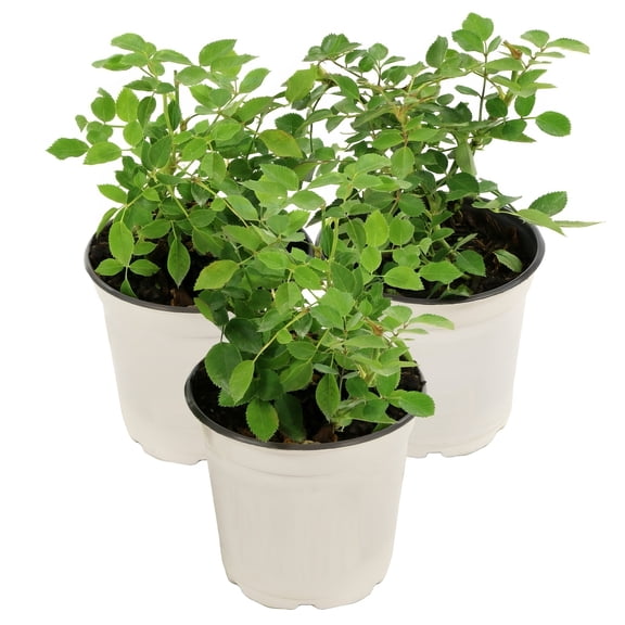 Live Shrub 4" Mini Rose Teddy Bear (3-Pack) with Full Sunlight