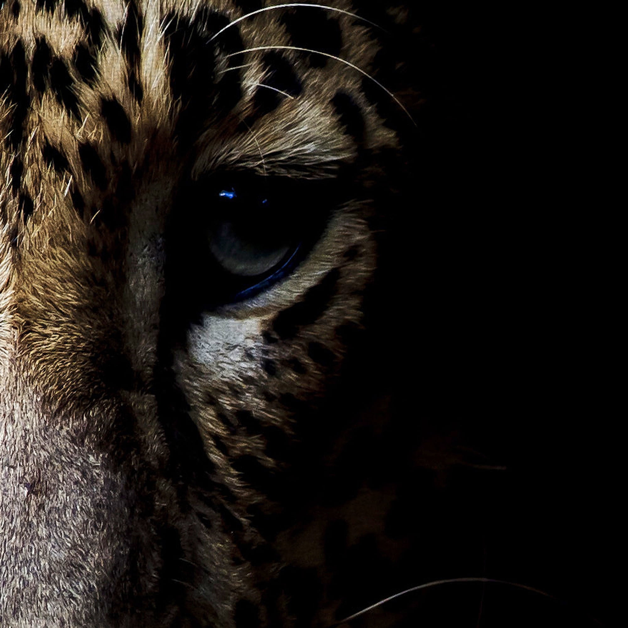 Masterpiece Art Gallery In the Shadows Leopard By Belle Maison Canvas Art Print 30" x 40"