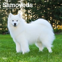 Samoyeds | 2026 12x24" (Hanging) Square Wall Calendar | Plastic-Free | BrownTrout
