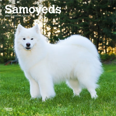 Samoyeds | 2026 12x24" (Hanging) Square Wall Calendar | Plastic-Free | BrownTrout
