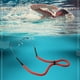 thumbnail image 3 of Soidarity Retenedor de gafas de natación de espuma, portátil, Color sólido, Flexible, pesca, parque acuático, gafas de sol, accesorios de Deportes acuáticos Negro, 3 of 6