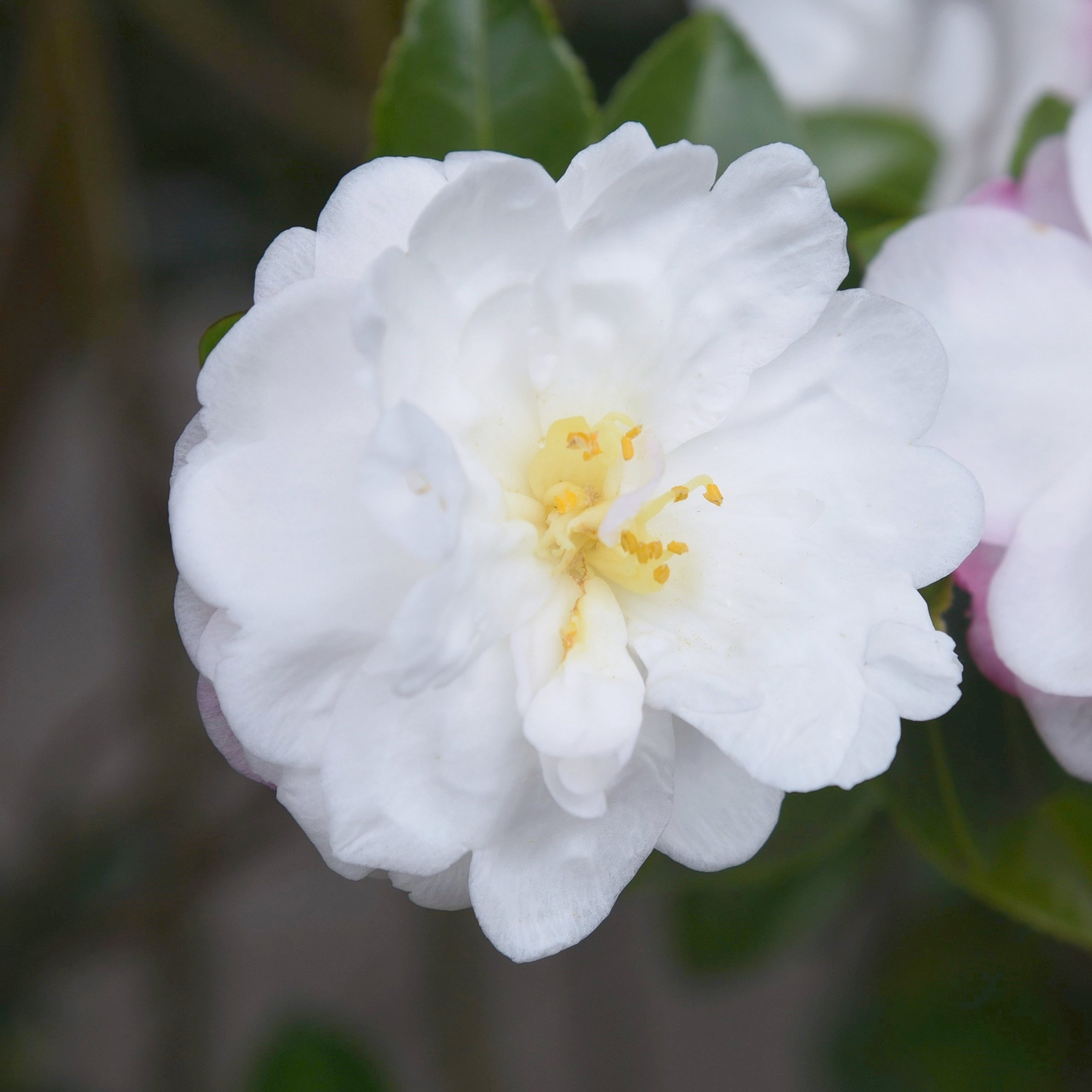 National Plant Network 1 gal. Camellia Japonica Bessie Battle Shrub