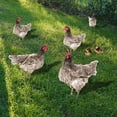 thumbnail image 1 of WHAMVOX 3Ud De Gallina De Acrílico Para Jardín Con Doble Y Duradera Para Exterior, 1 of 8