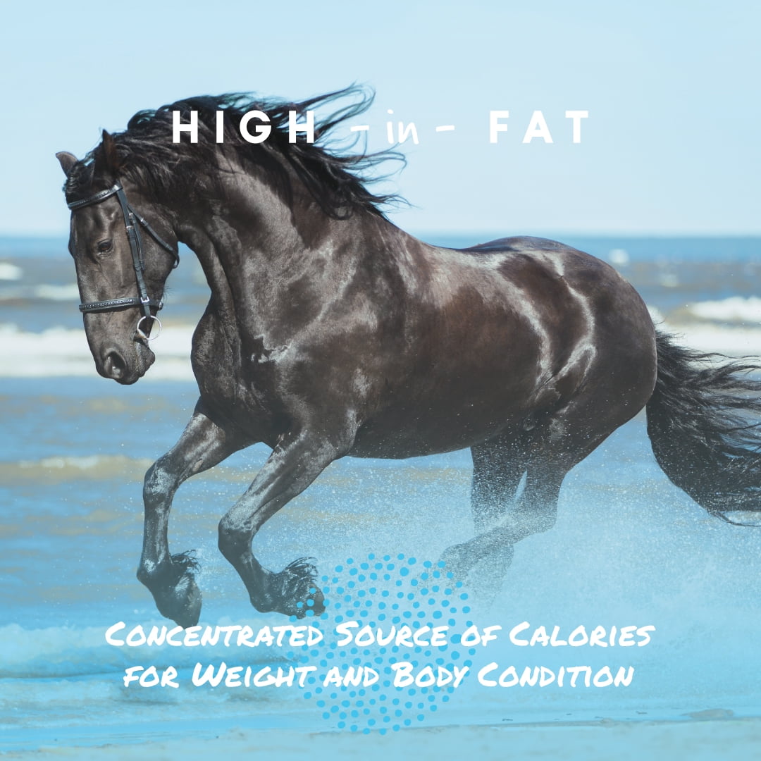 Manna Pro Start to Finish Cool Calories 100, Equine Dry Fat Supplement, 8 lbs