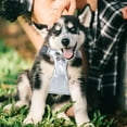 thumbnail image 3 of Heavy Duty No Pull Dog Harness With Padded Vest Reflective Stitching Adjustable Walking Training Gear For Medium Large, 3 of 4