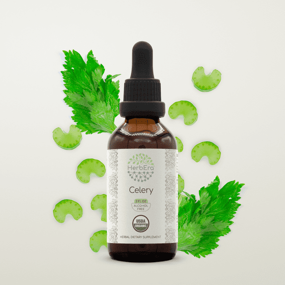 HerbEra Celery Tincture, Organic Herbal Dietary Supplement for Digestive Support, Certified Organic Celery (Apium graveolens) Dried Fruit and Seed Extract, Natural, Alcohol-Free, Drops 2 oz