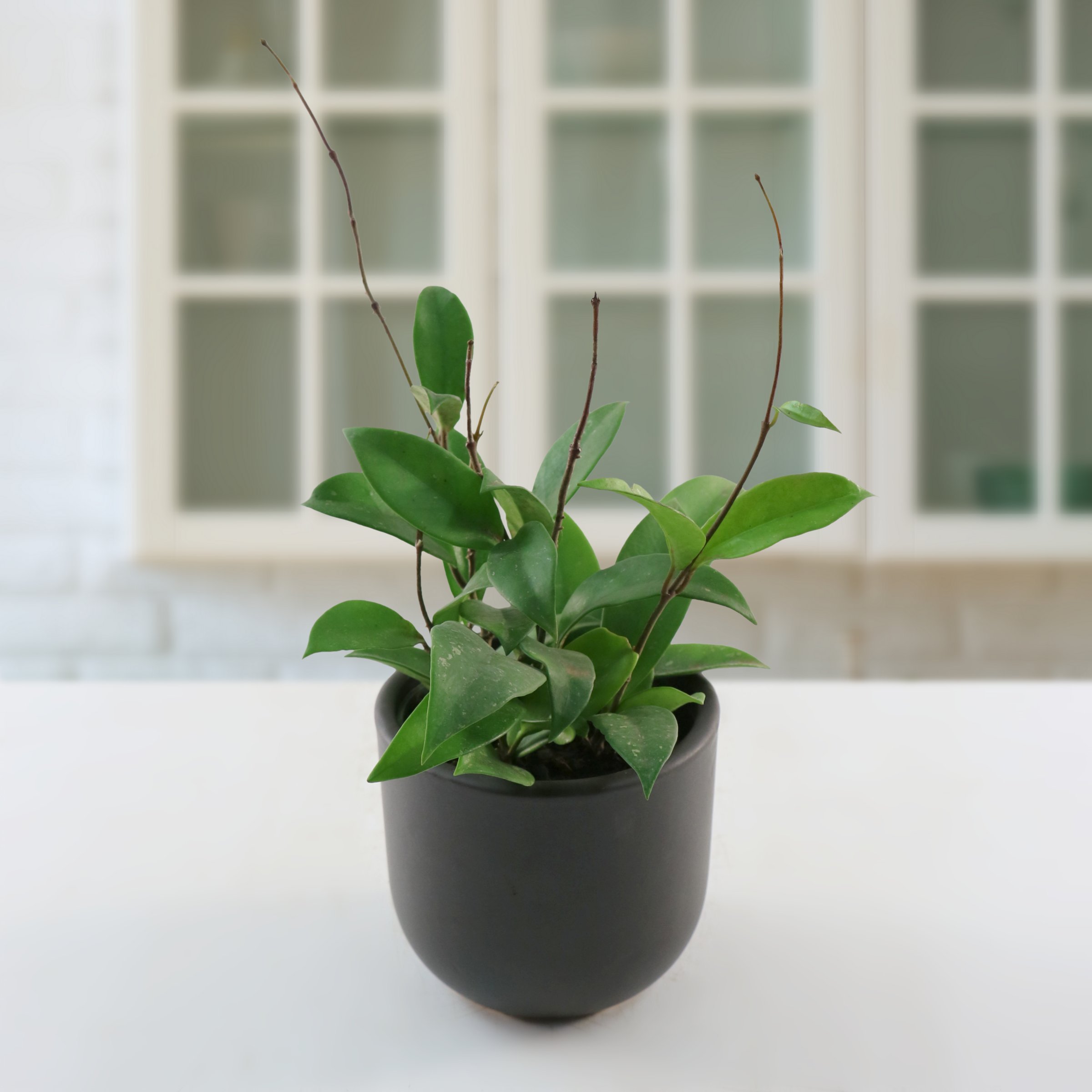 4 in. Hoya Pubicalyx Green Plant in Grower Container (3-Pack)